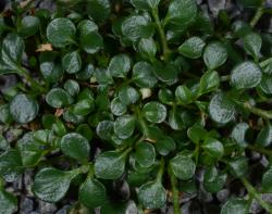 Cardamine eminentia. Plant with rosette leaves.
 Image: P.B. Heenan © Landcare Research 2019 CC BY 3.0 NZ